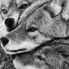 tableau loups noir et blanc